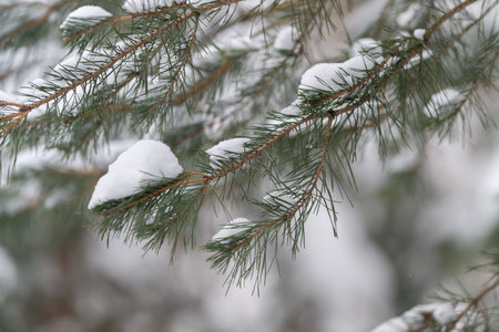 Simple snowy pine. Serene outdoor winter landscape featuring snow and pine foliage. Tranquil seasonal scene highlighting snowdusted pine branches against neutral backgroundの写真素材