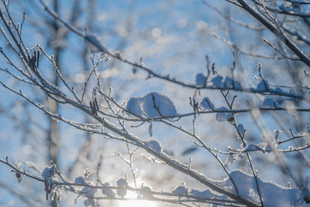 Bright winter scene, Sunlight filters through icy branches, Radiant sunshine bathes cold frosty...