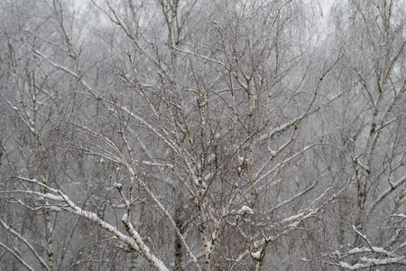 Intricate icy birch branches, Closeup of icy birch twigs reveals fine detail and texture, Frozen...