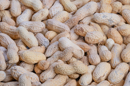 Uncooked peanut shells arranged for industrial style roasting process, Raw peanut shells with...