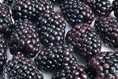 Detailed closeup of dark shiny blackberries on plain background, Highresolution image of glossy...