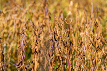 Sunset soybean field in golden light, soft warm tones and elongated shadows create tranquil rural...