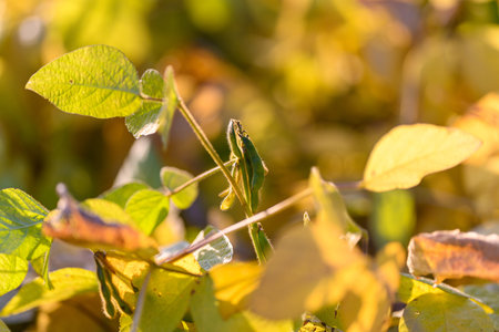 Backlit soybean pods on slender stem catching warm glow, translucent leaves and crisp pod...