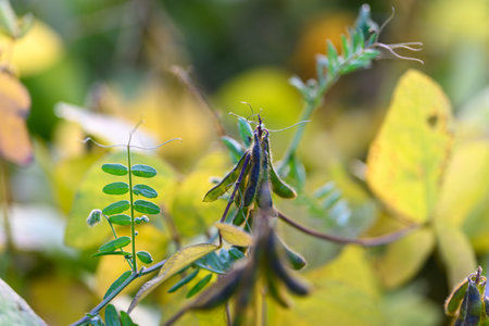 Golden harvest with rustic charm, Dry bean pods among amber leaves in soft rural light, Withered...