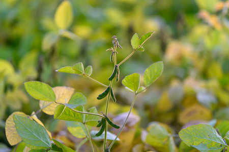 Detailed shot highlighting soybean plant structures in dawn light, Close examination of soybean plant features illuminated by early morning sunlight during photographyの写真素材
