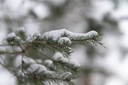 Serene snowy pine branch scenery. Calm pine branch covered in snow with soft background. Tranquil...