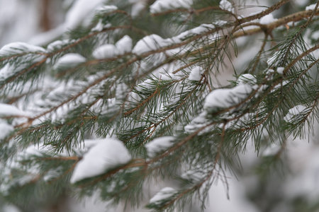 Winter nature scene. Muted winter tones highlight delicate frost on evergreen foliage. Soft focus...