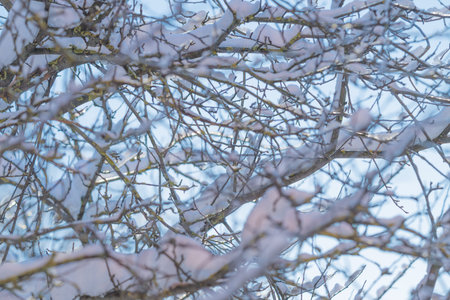Frozen branch elegance, Branches coated with ice shimmer gently under winter glow, Intricate icy...