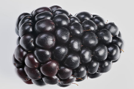 Closeup organic blackberries with natural imperfections, matte sheen, color range from maroon to...
