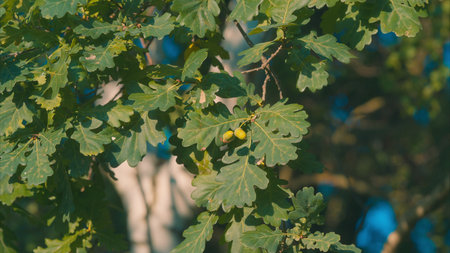 Lush, vibrant green oak leaves adorned with acorns are illuminated by bright sunlight
