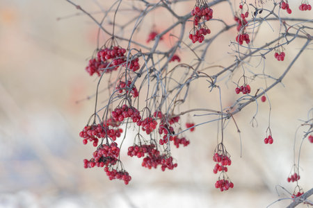 Berry clusters on branches under gentle winter light evoke tranquility. Silent garden scene with...