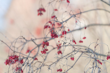 Elegant red berry arrangement against soft backdrop. Minimalist depiction of red berries on pale...