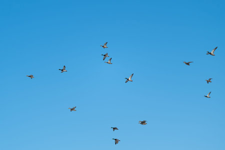 Lone winged creatures ascend peacefully. Alone feathered beings drift through vast sky. Isolated winged animals glide effortlessly across limitless expanse of clear blue skyの写真素材