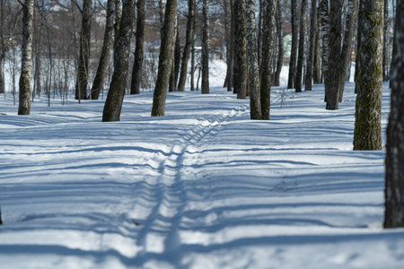 Path through frosty forest scene. Winter wooded trail with parallel grooves and sunlight. Ski path across snowcovered woods with winter sunlight filtering through treesの写真素材