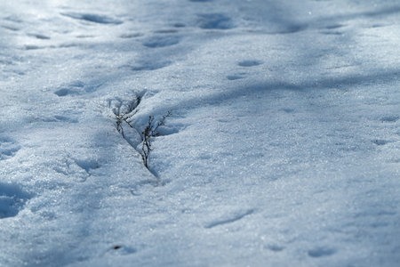 Simple winter scene. Ice crystals with gentle shadows. Elegant frost pattern with soft blue tones....