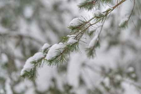Snowy needle scene. Delicate pine needles lightly coated with snow creating warm atmosphere. Softly...