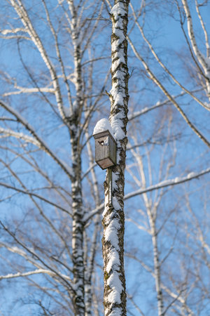 Snow falls on birch and bird refuge, Wildlife shelter on snowy birch under bright azure sky, Bird...