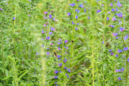 Vivid and Vibrant Purple Wildflowers Flourishing in a Lush Green Landscape Such as Meadows