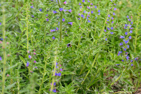 A Bright and Vibrant Field Filled with Blue Wildflowers in Full Bloom under the Clear Blue Skyの写真素材