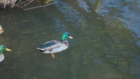 Ducks Gracefully Swimming in the Tranquil Waters of a Calm and Beautiful Environment