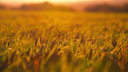 A breathtaking Golden Field at Sunset adorned with glistening Dewy Grass is simply captivating
