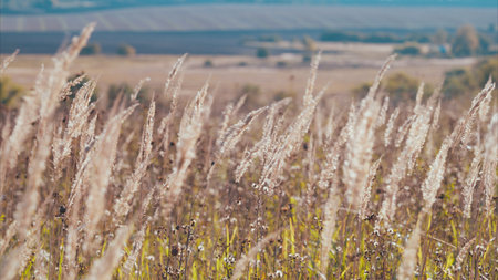 A Stunningly Beautiful Golden Field of Lush Grass Stretching Out Beneath a Bright and Clear Blue Sky