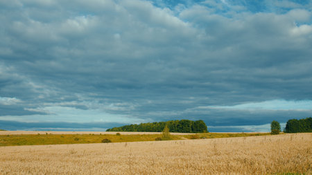 A beautifully serene landscape showcasing a cloudy sky above a golden rippling field of wheatの写真素材
