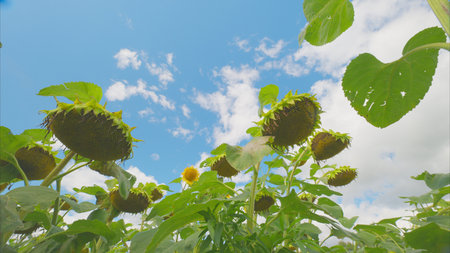 A beautiful Sunflower Field peacefully stretching under a bright Blue Sky on a sunny day