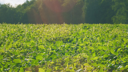 A Vibrant Green Soybean Field Blossoming Under a Clear and Bright Sky With Endless Horizonsの写真素材