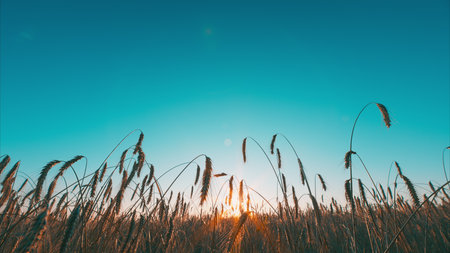 A beautiful view of a Golden Wheat Field at Sunrise, showcasing nature in its tranquil glory