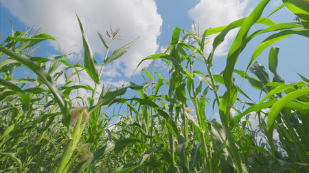 A Beautiful Lush Cornfield Spread Out Under a Clear Blue Sky on a Bright Sunny Day