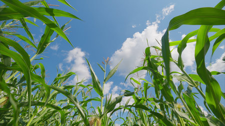 A Beautiful and Vibrant Cornfield Thriving Under a Clear and Bright Blue Sky Above