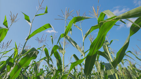 A Vibrant and Beautiful Cornfield Spreading Under a Clear and Bright Blue Sky Above