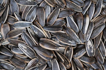 Salted seed snack. Crunchy roasted sunflower seeds ready. Flavorful roasted sunflower seeds with...