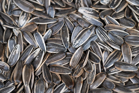 Sunflower seeds roasted. Evenly roasted sunflower seed batch. Seeds with glossy shells perfectly toasted evenly. Batch of sunflower seeds with shiny shells and consistent coloringの写真素材