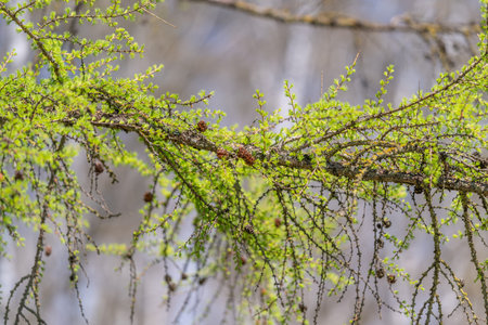 Growth indicates ecological commitment and resilience. Sprouting of new shoots demonstrates firm commitment to environmental stewardship and sustainable forestry actions