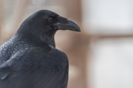 Close view of flying bird. Focused image of soaring bird nearby in clear detail. Highdefinition shot capturing bird flying in close proximity with stunning clarity