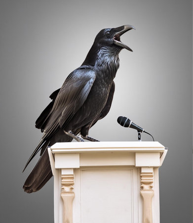 Black crow sitting on a podium with a microphone on a gray backgroundの素材