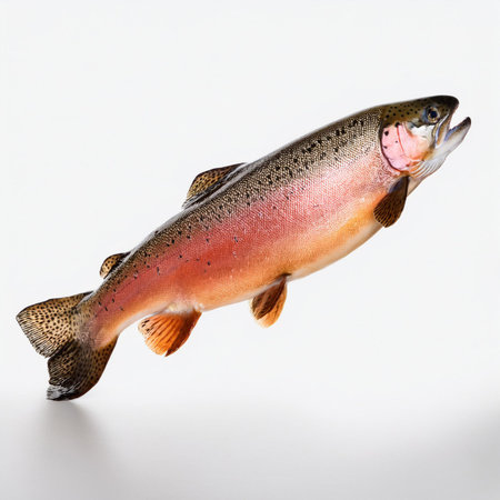 Rainbow trout isolated on white background. Studio shot. Close up.の素材