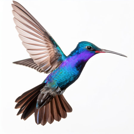 Ruby-throated Hummingbird (Archilochus colubris) isolated on white backgroundの素材