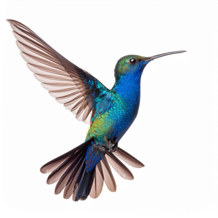 Blue-throated Hummingbird (Archilochus colubris) isolated on white backgroundの素材