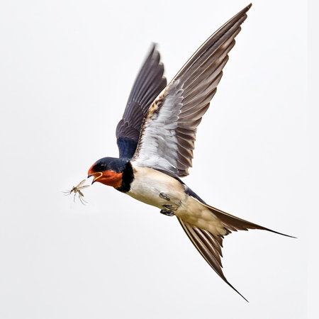 Barn Swallow (Hirundo rustica) in flight with a nestの素材