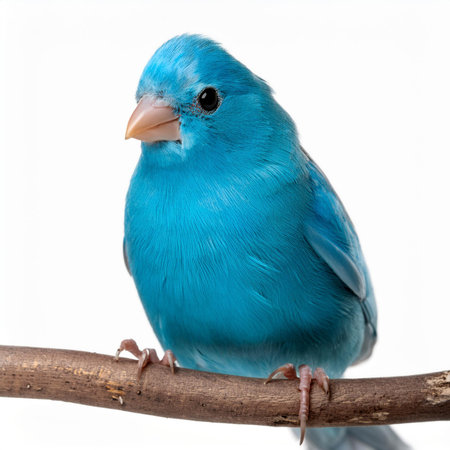 Blue canary bird on a branch isolated on a white background.の素材