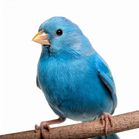 Blue canary bird on a branch isolated on a white background.の素材