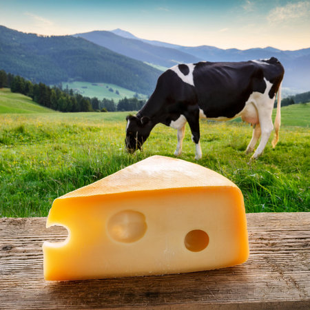 Piece of cheese and cow on the background of the mountains.の素材