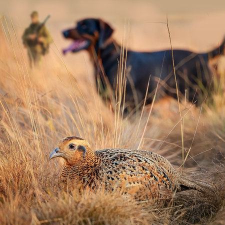 Pheasant and German Shepherd in the field. Wildlife scene from nature.の素材