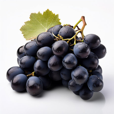 Bunch of black grapes with water drops on a white background.の素材