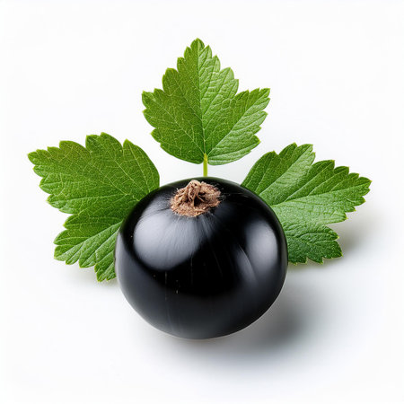 Black currant with leaves isolated on white background. Clipping Pathの素材