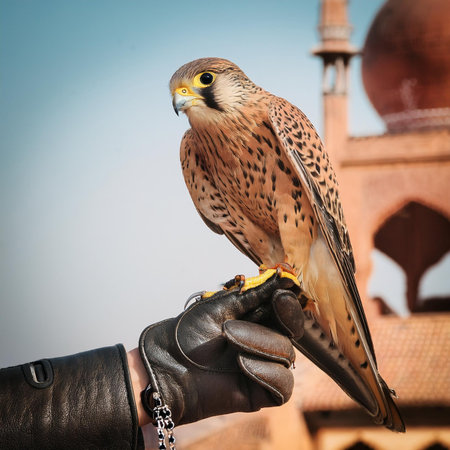 Kestrel on hand in front of Taj Mahal, Agra, Indiaの素材