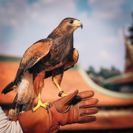 Hands of a tourist with a hawk on the background of a Buddhist templeの素材